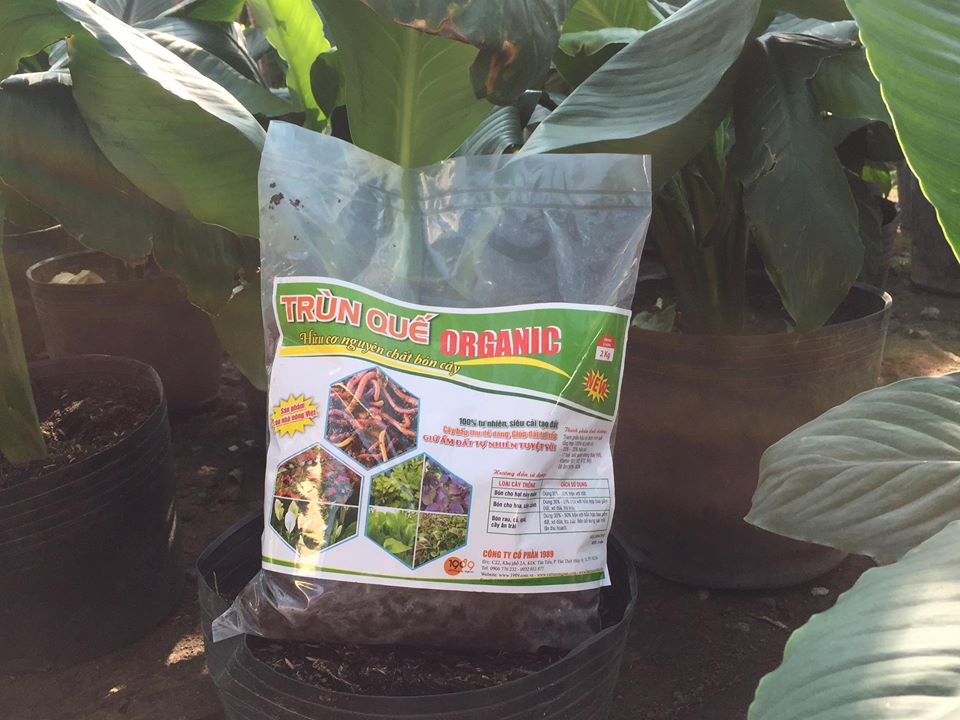 Trùn quế organic Trùn quế organic