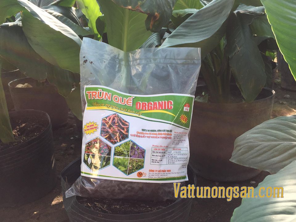 Trồng rau sạch bằng phân trùn quế Trồng rau sạch bằng phân trùn quế