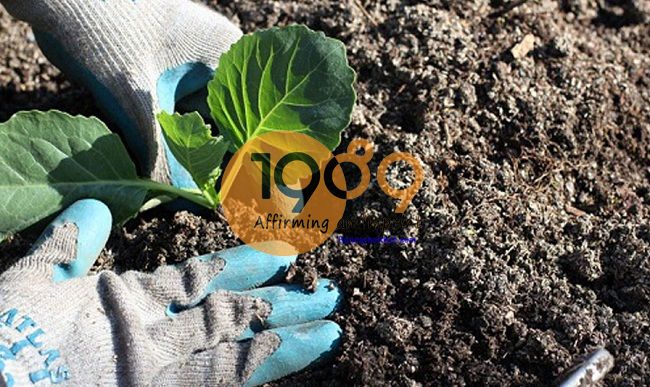 Phân Trùn Quế Phân Trùn Quế