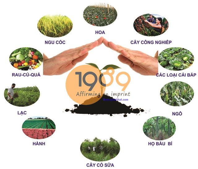 Phân Trùn Quế Phân Trùn Quế