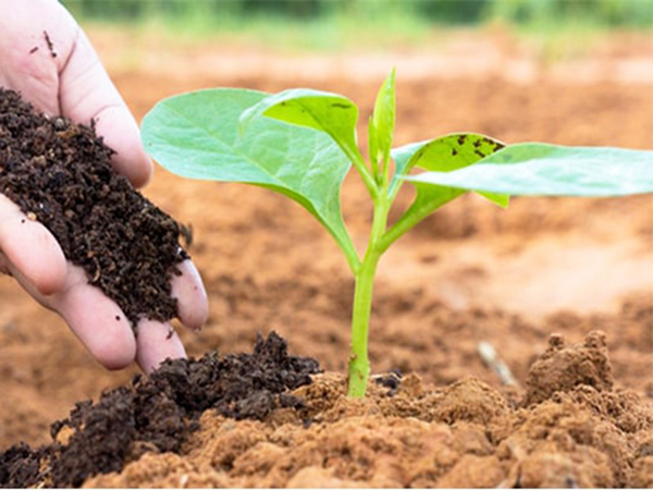 Phân bón huuwc cơ tốt cho đất và cây trồng